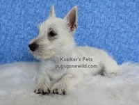 Luke - SALE, a male West Highland White Terrier for sale in Boyden, IA – 5 of 5