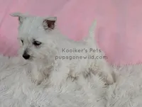 Anastasia, a female West Highland White Terrier for sale in Boyden, IA – 2 of 4