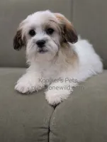 Anthony-SALE, a male Shichon for sale in Boyden, IA – 4 of 4