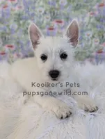 AKC - Eleanor Sale, a female West Highland White Terrier for sale in Boyden, IA – 2 of 5