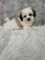 Ellie, a female Bichon Frise and Shih Tzu for sale in Boyden, IA – 2 of 3