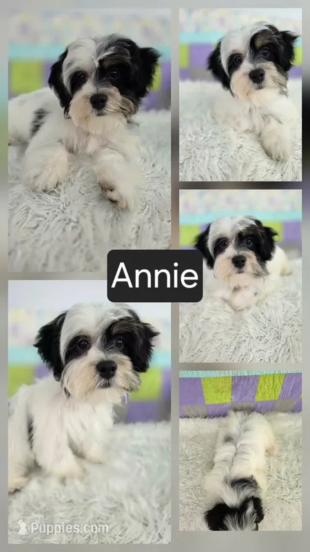 Annie – Bichon Frise, Shih Tzu puppy for sale in Boyden, IA