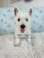 Anastasia - SALE, a female West Highland White Terrier for sale in Boyden, IA – 3 of 3