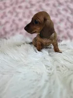 Harper, a female Miniature Dachshund for sale in Boyden, IA – 4 of 4