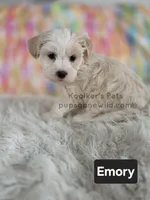 Emory, a male Bichon Frise and Shih Tzu for sale in Boyden, IA – 3 of 6