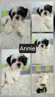 Annie, a female Bichon Frise and Shih Tzu for sale in Boyden, IA – 1 of 1