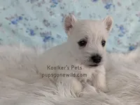 Eleanor, a female West Highland White Terrier for sale in Boyden, IA – Photo 2 of 3