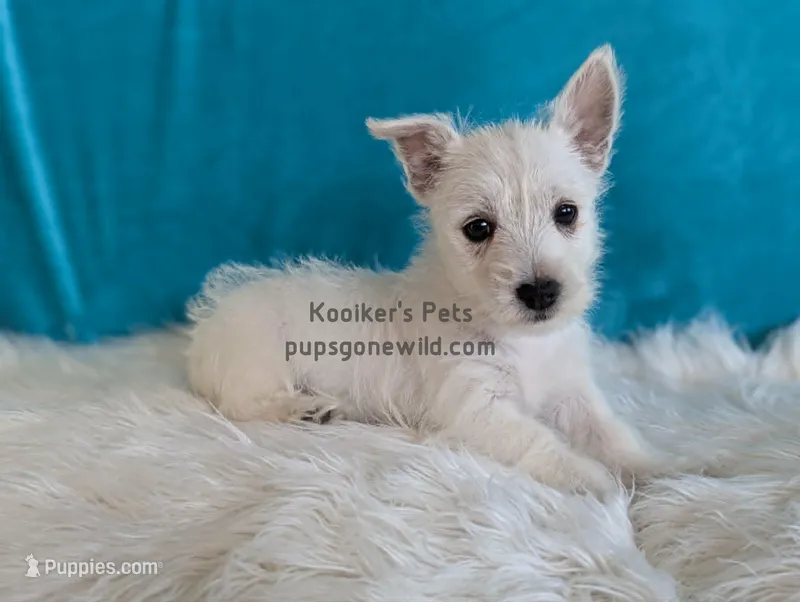 AKC - Eleanor – West Highland White Terrier puppy for sale in Boyden, IA