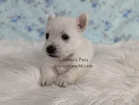 Eleanor, a female West Highland White Terrier for sale in Boyden, IA – Photo 3 of 3