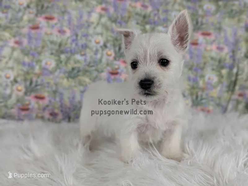 AKC - Eleanor – West Highland White Terrier puppy for sale in Boyden, IA