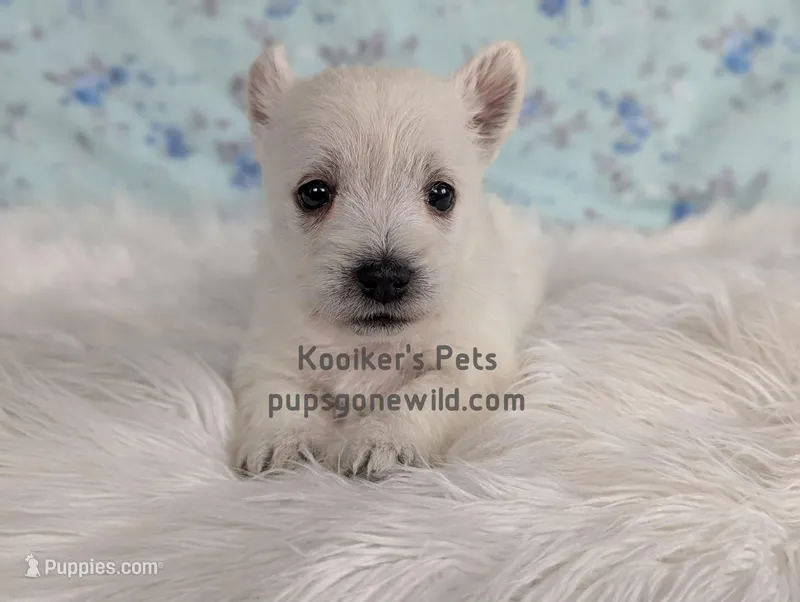 Eleanor – West Highland White Terrier puppy for sale in Boyden, IA