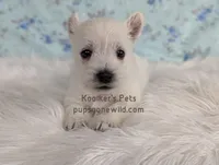 Eleanor, a female West Highland White Terrier for sale in Boyden, IA – Photo 1 of 3