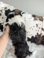 Mickey, a male Shichon for sale in Boyden, IA – Photo 4 of 4