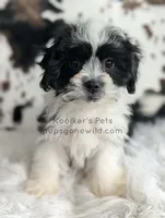 Mickey, a male Shichon for sale in Boyden, IA – Photo 1 of 4