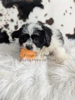 Mickey, a male Shichon for sale in Boyden, IA – Photo 2 of 4