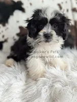 Mickey, a male Shichon for sale in Boyden, IA – Photo 3 of 4