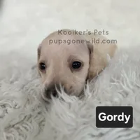 Gordy, a male Miniature Dachshund for sale in Boyden, IA – 1 of 3