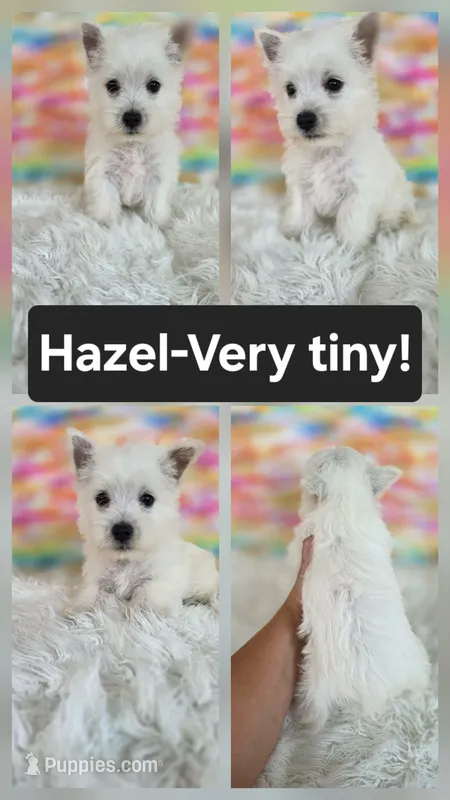 Hazel – West Highland White Terrier puppy for sale in Boyden, IA
