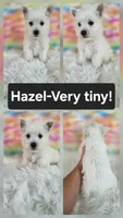 Hazel, a female West Highland White Terrier for sale in Boyden, IA – 1 of 1