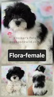 Flora, a female Bichon Frise and Shih Tzu for sale in Boyden, IA – 2 of 2