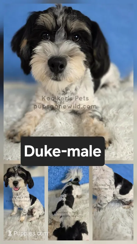Duke-SALE – Bichon Frise, Shih Tzu puppy for sale in Boyden, IA