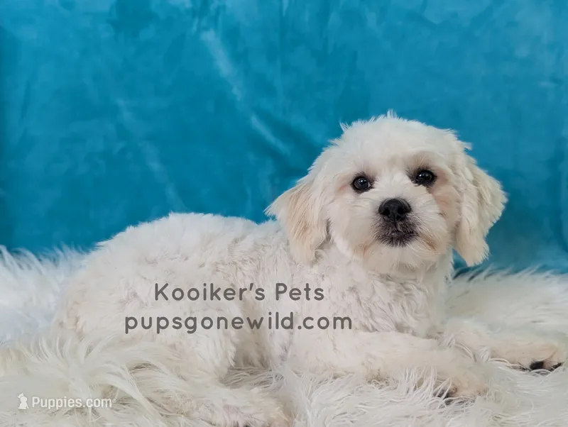 Brimsley-SALE – Shichon puppy for sale in Boyden, IA
