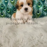 Franklin-SALE, a male Shichon for sale in Boyden, IA – Photo 2 of 5