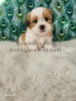 processed/4394682a-a9e7-4658-9b11-ffb07ffd857a/listing/6f7ed196-018f-4989-a8a7-2b2064b29f9c/1284999f-c79f-4e3c-a50d-d2394be9fefb