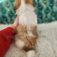 Franklin-SALE, a male Shichon for sale in Boyden, IA – Photo 5 of 5