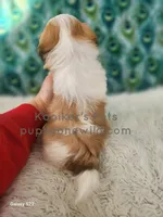 processed/4394682a-a9e7-4658-9b11-ffb07ffd857a/listing/6f7ed196-018f-4989-a8a7-2b2064b29f9c/1c1532fc-09f1-442a-a247-701afaa91eb0