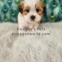 Franklin-SALE, a male Shichon for sale in Boyden, IA – Photo 3 of 5