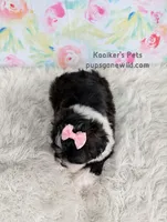 Izzy, a female Bichon Frise and Shih Tzu for sale in Boyden, IA – 3 of 4