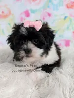 Izzy, a female Bichon Frise and Shih Tzu for sale in Boyden, IA – 2 of 4