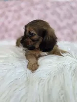 Rose, a female Shih Tzu and Miniature Dachshund for sale in Boyden, IA – 3 of 4