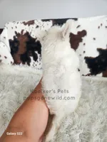 Dimitri, a male West Highland White Terrier for sale in Boyden, IA – 4 of 5