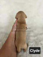 Clyde, a male Miniature Dachshund for sale in Boyden, IA – 2 of 4