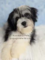 Lenny-SALE, a male Shichon for sale in Boyden, IA – 1 of 3
