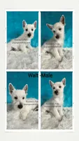 Walt-SALE, a male West Highland White Terrier for sale in Boyden, IA – 2 of 2
