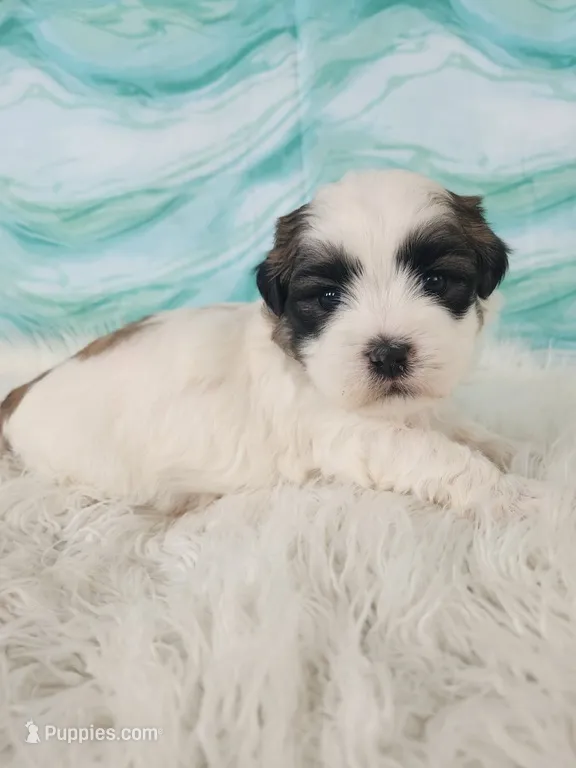 Prince – Bichon Frise, Shih Tzu puppy for sale in Boyden, IA