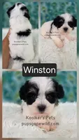 Winston, a male Shichon for sale in Boyden, IA – 1 of 1