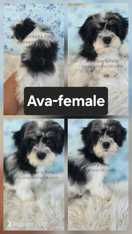 Ava – Bichon Frise, Shih Tzu puppy for sale in Boyden, IA