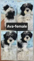 Ava, a female Bichon Frise and Shih Tzu for sale in Boyden, IA – 1 of 1