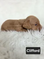 Clifford, a male Miniature Dachshund for sale in Boyden, IA – 3 of 4