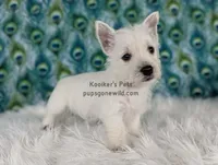 AKC - Georgie, a male West Highland White Terrier for sale in Boyden, IA – Photo 3 of 5