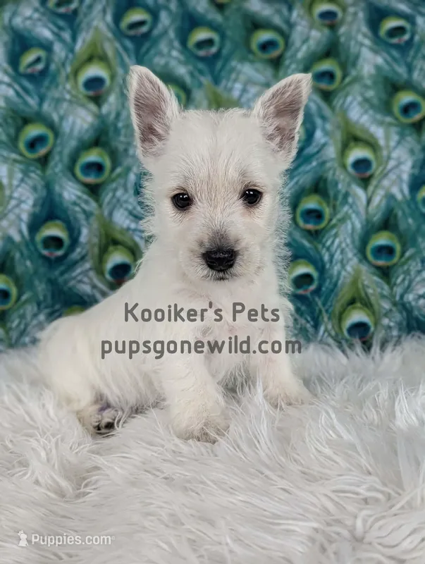 AKC - Georgie – West Highland White Terrier puppy for sale in Boyden, IA