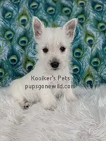 AKC - Georgie, a male West Highland White Terrier for sale in Boyden, IA – Photo 1 of 5