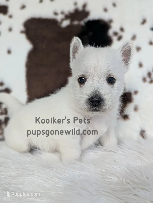 Georgie – West Highland White Terrier puppy for sale in Boyden, IA