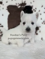 Georgie, a male West Highland White Terrier for sale in Boyden, IA – Photo 1 of 4