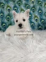 AKC - Georgie, a male West Highland White Terrier for sale in Boyden, IA – Photo 4 of 5