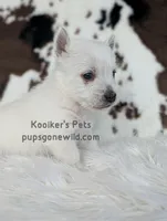Georgie, a male West Highland White Terrier for sale in Boyden, IA – Photo 3 of 4